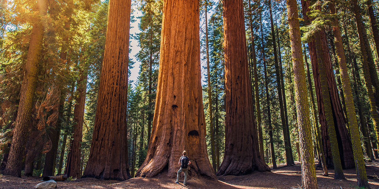 Redwood National Park - California